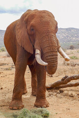 Fototapeta na wymiar A close up of an African Elephant - Loxodonta Africana at a conservancy in Nanyuki, Kenya