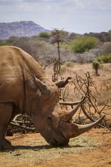 The critically endangered white rhino - Ceratotherium simum grazing at a conservancy in Nanyuki,...