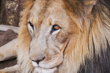 A lion - Panthera leo resting at a conservancy in Nanyuki, Kenya
