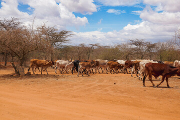 Fototapeta na wymiar Masai cows grazing in the wild at Nanyuki, Kenya