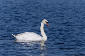 white swan swimming in a river