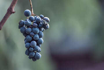 Blue vine grapes in the vineyard. Grapes for making red wine in the harvesting.