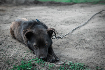 A sad lonely dog on a chain. Life in captivity. Chained dog