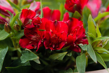 FLEURS ROUGES