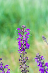 FLEURS VIOLETTE