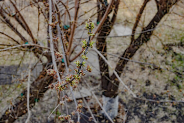 First spring leaves on the branches. Young greens. Springtime