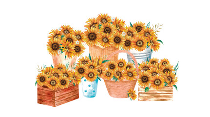 Sunflowers in pots, watercolor painting. Floral illustrations isolated on white. Flowers in the wooden box, vase, in the basket