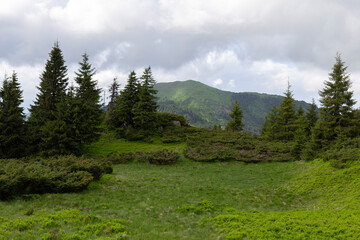 Carpathian mountains in summer on a beautiful sunny day. Unique pristine nature of the Carpathians - a landscape of summer mountains for wallpaper. Carpathian, Ukraine. Beauty world.