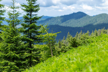 Carpathian mountains in summer on a beautiful sunny day. Unique pristine nature of the Carpathians - a landscape of summer mountains for wallpaper. Carpathian, Ukraine. Beauty world.