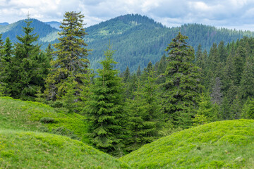 Carpathian mountains in summer on a beautiful sunny day. Unique pristine nature of the Carpathians - a landscape of summer mountains for wallpaper. Carpathian, Ukraine. Beauty world.