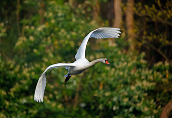 Mute swan landing on the lake