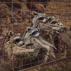 Fluffy raccoons in a cage stretch their paws and ask for food. Inadmissible keeping of wild animals in captivity. Wildlife protection.