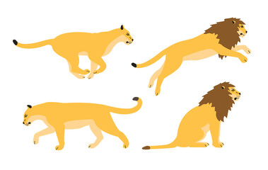 Vector set of flat lions isolated on white background