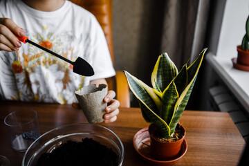 teenage girl transplants indoor plants, plant care at home, watering, feeding. I like to grow indoor plants