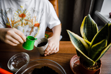 teenage girl transplants indoor plants, plant care at home, watering, feeding. I like to grow indoor plants