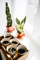 interior, kitchen, room, home, apartment, nobody, house, table, living, wood, decor, plant 