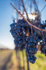 Blue vine grapes in the vineyard. Grapes for making ice wine in the harvesting.