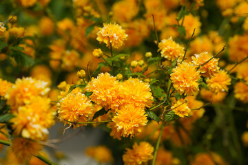 yellow spring flowers. photo during the day.