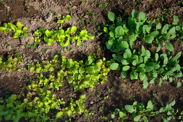 lettuce and radishes growing in early spring