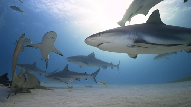 Tiger sharks swimming underwater, slow motion