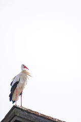 White stork ciconia