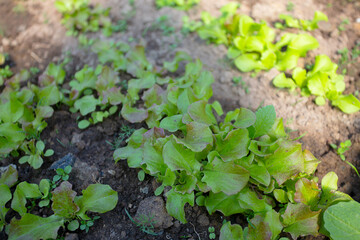 lettuce growing