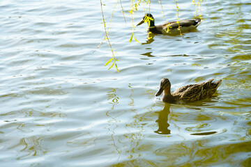 two ducks on the lake. daytime photography.