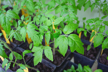 Tomato seedlings in the spring. Growing tomatoes from a seed.