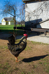 beautiful colorful rooster walking in countryside