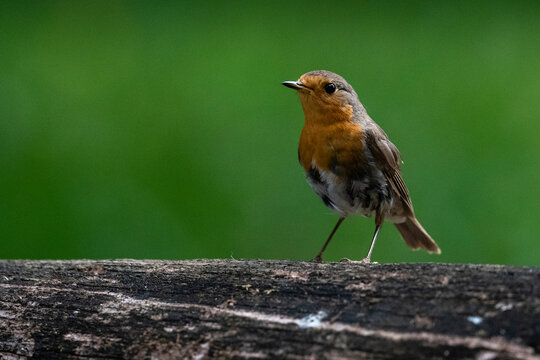European robin (Erithacus rubecula), Notranjska Regional Park, Slovenia