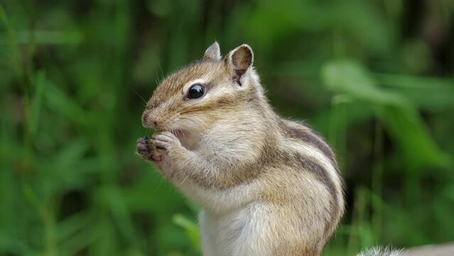 Chipmunk holds in paws and gnaws nut. Tamias. Cute gnawer from Squirrels family with dark stripes along body eats food in forest, park. Side view. Close up. Small treasurer, housekeeper animal