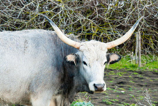 Maremmana cow, Province of Grosseto, Maremma, Tuscany