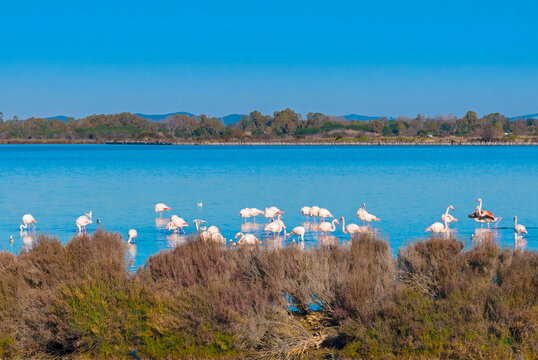 Greater flamingoes at Orbetello Lagoon, Province of Grosseto, Maremma, Tuscany