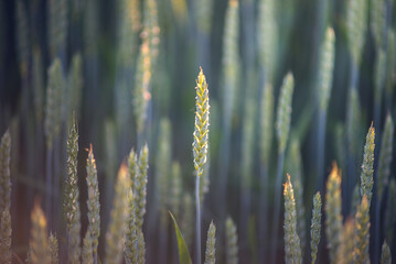 Ripe wheat field. Ears of wheat on the farmfield in the summer.