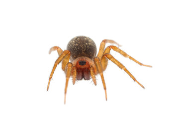 Mediterranean funnel weaver spider isolated on white background, Lycosoides coarctata female