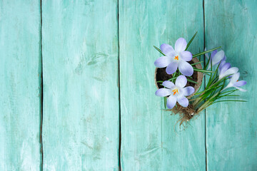 crocus flowers o  turquoise wooden surface
