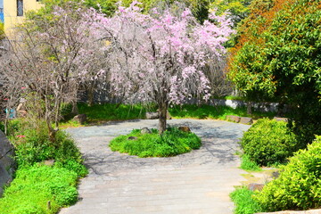 spring in the park　しだれ桜
