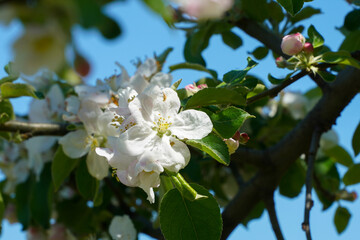 apple blossom in the spring of 2022. detail.