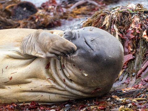The face of a molting southern elephant seal (Mirounga leonina), on the beach on Snow Island
