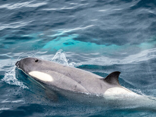 Curious type B2 killer whale (Orcinus orca), inspecting the ship in the Errera Channel