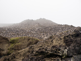 Over a million chinstrap penguins (Pygoscelis antarcticus), on Zavodovski Island, South Sandwich Islands