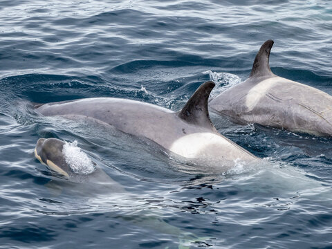 Curious type B2 killer whales (Orcinus orca), mother and calf inspecting the ship in the Errera Channel