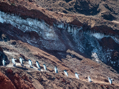 Adult Adelie penguins (Pygoscelis adeliae), walking along a glacier, Thule Island, South Sandwich Islands