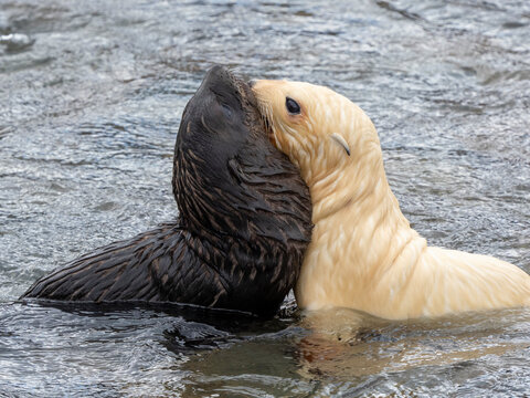 A leucistic Antarctic fur seal (Arctocephalus gazella), pup playing with normal pup in Grytviken, South Georgia