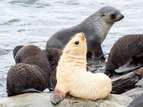 A leucistic Antarctic fur seal (Arctocephalus gazella), pup amongst normal pups in Grytviken, South Georgia