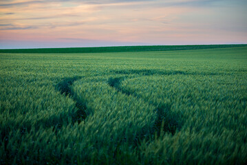 Fototapeta na wymiar Wheat field landscape with path in the sunset time