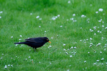 beautiful forest bird, blackbird, Turdus merula jumps on spring green grass, looking for material to build nest, concept of nesting and breeding birds, wildlife protection, migration of feathered