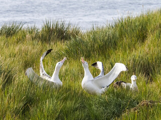 Adult wandering albatross (Diomedea exulans), courtship display on Prion Island, Bay of Isles, South Georgia