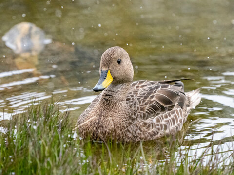 Adult South Georgia pintail (Anas georgica georgica), swimming in a freshwater pond, Moltke Harbor, South Georgia