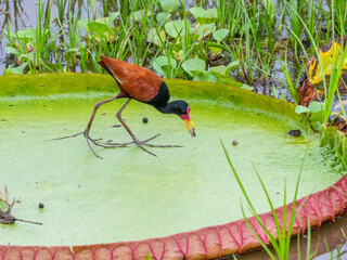 Adult wattled jacana (Jacana jacana), on Queen Victoria water lily, Rio Pixaim, Mato Grosso, Pantanal